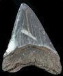 Fossil Megalodon Tooth - Georgia #76513-2